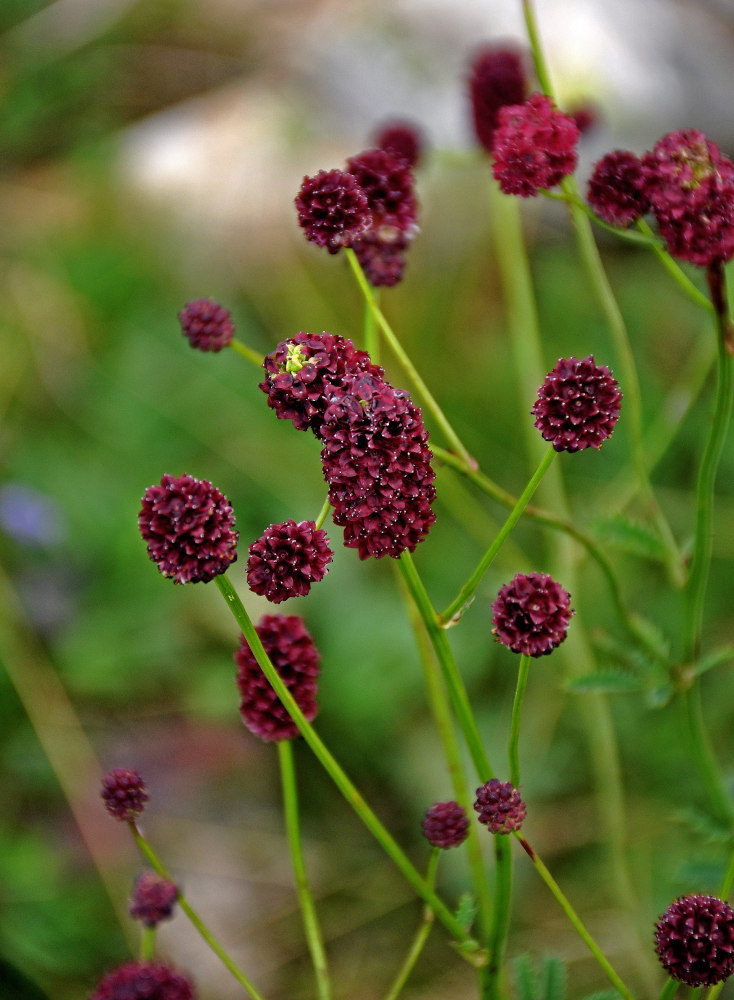 Изображение особи Sanguisorba officinalis.