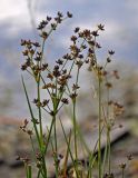 Juncus articulatus. Верхушки побегов с соплодиями. Челябинская обл., Чебаркульский р-н, берег оз. Еловое, песчаный пляж. 07.08.2019.