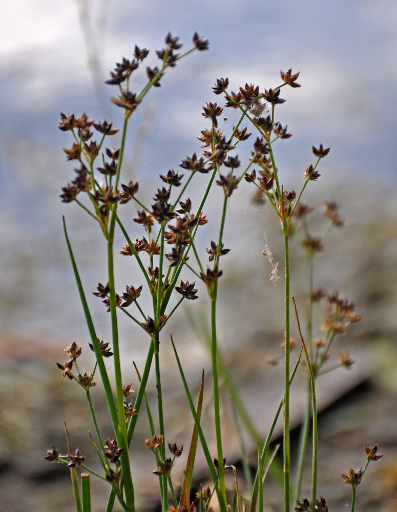 Изображение особи Juncus articulatus.