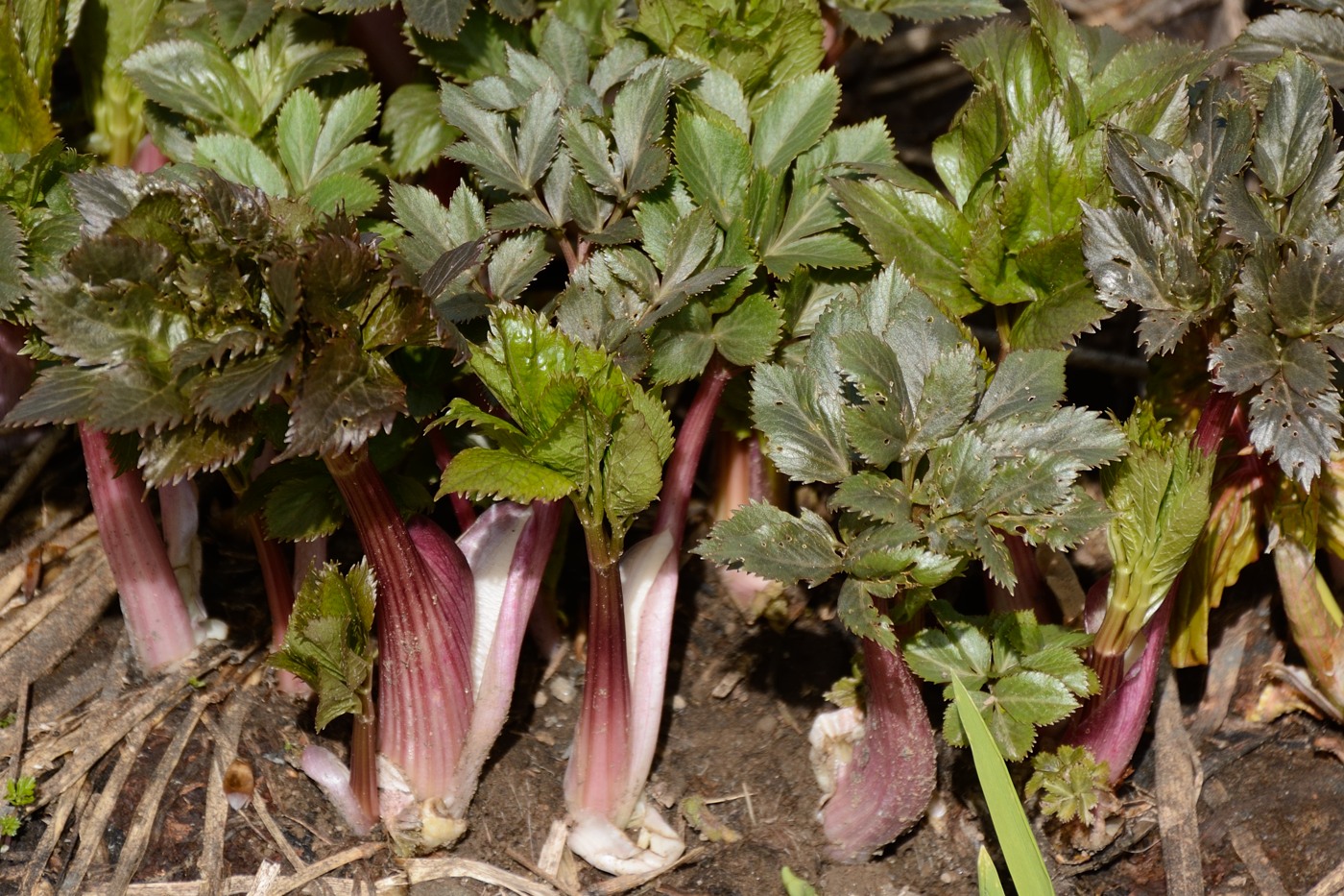 Image of familia Apiaceae specimen.