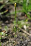 Cicendia filiformis. Бутонизирующее растение. Нидерланды, провинция Drenthe, национальный парк Drentsche Aa, заказник Eexterveld, участок с нарушенным травяным покровом. 13 июля 2008 г.