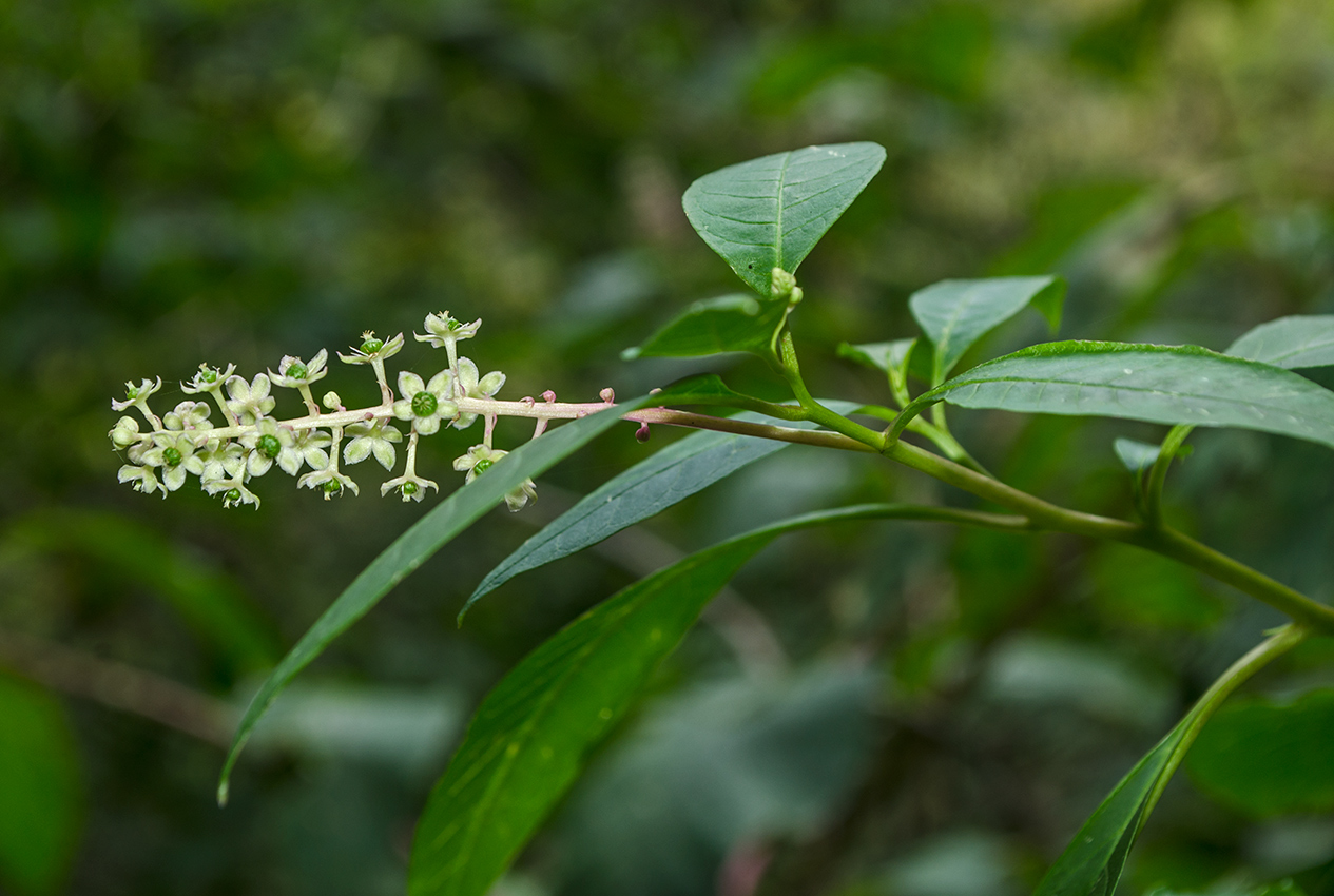 Изображение особи Phytolacca americana.