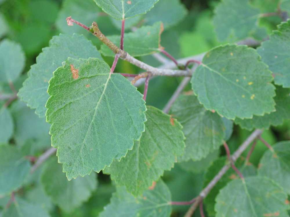 Image of Betula divaricata specimen.