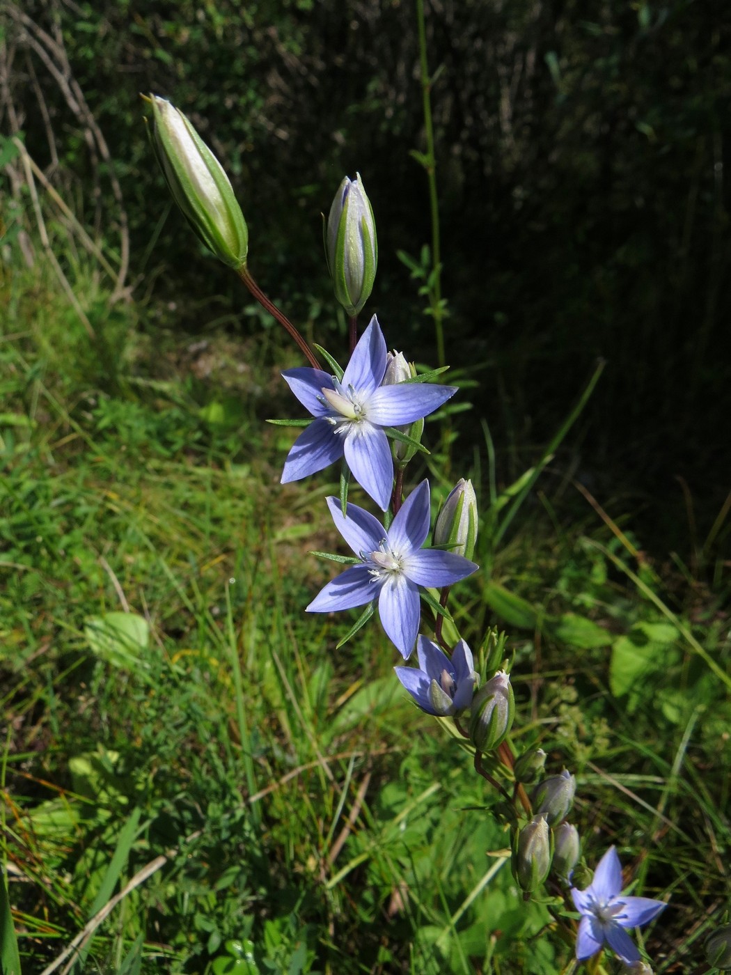 Изображение особи Lomatogonium rotatum.