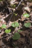 Pyrola renifolia