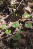 Pyrola renifolia