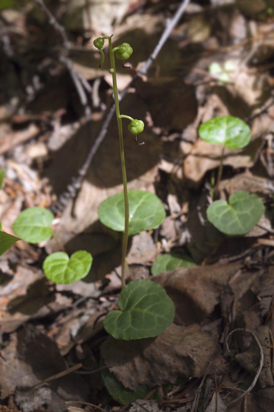 Изображение особи Pyrola renifolia.