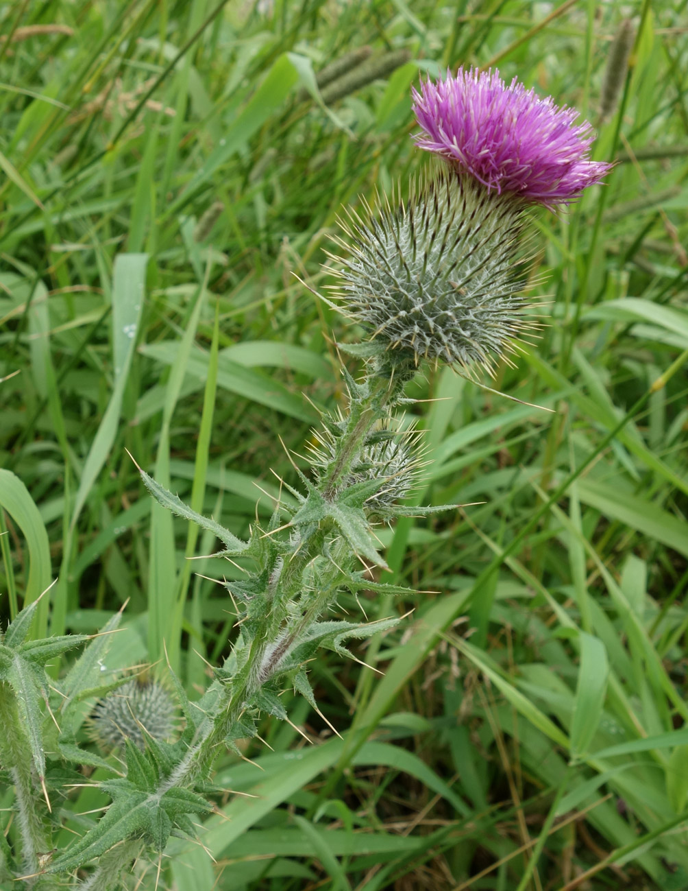 Изображение особи Cirsium vulgare.