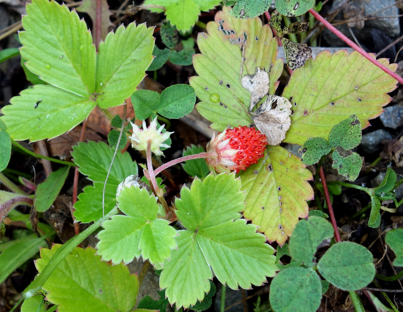 Image of genus Fragaria specimen.