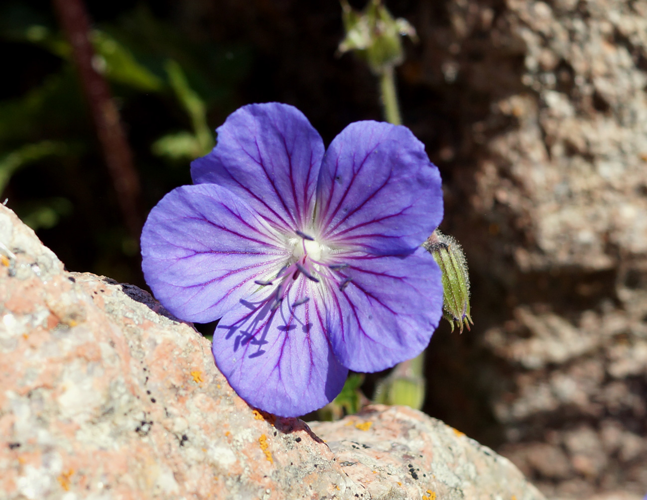 Image of Geranium saxatile specimen.