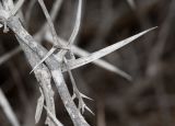 Image of taxon representative. Author is Татьяна Мальчинская