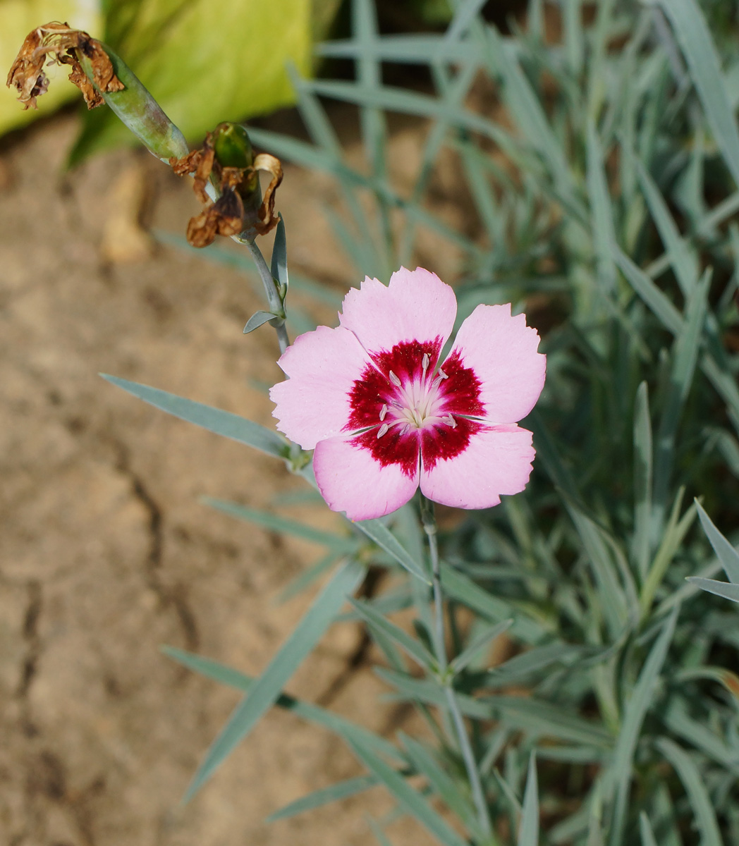Image of Dianthus chinensis specimen.