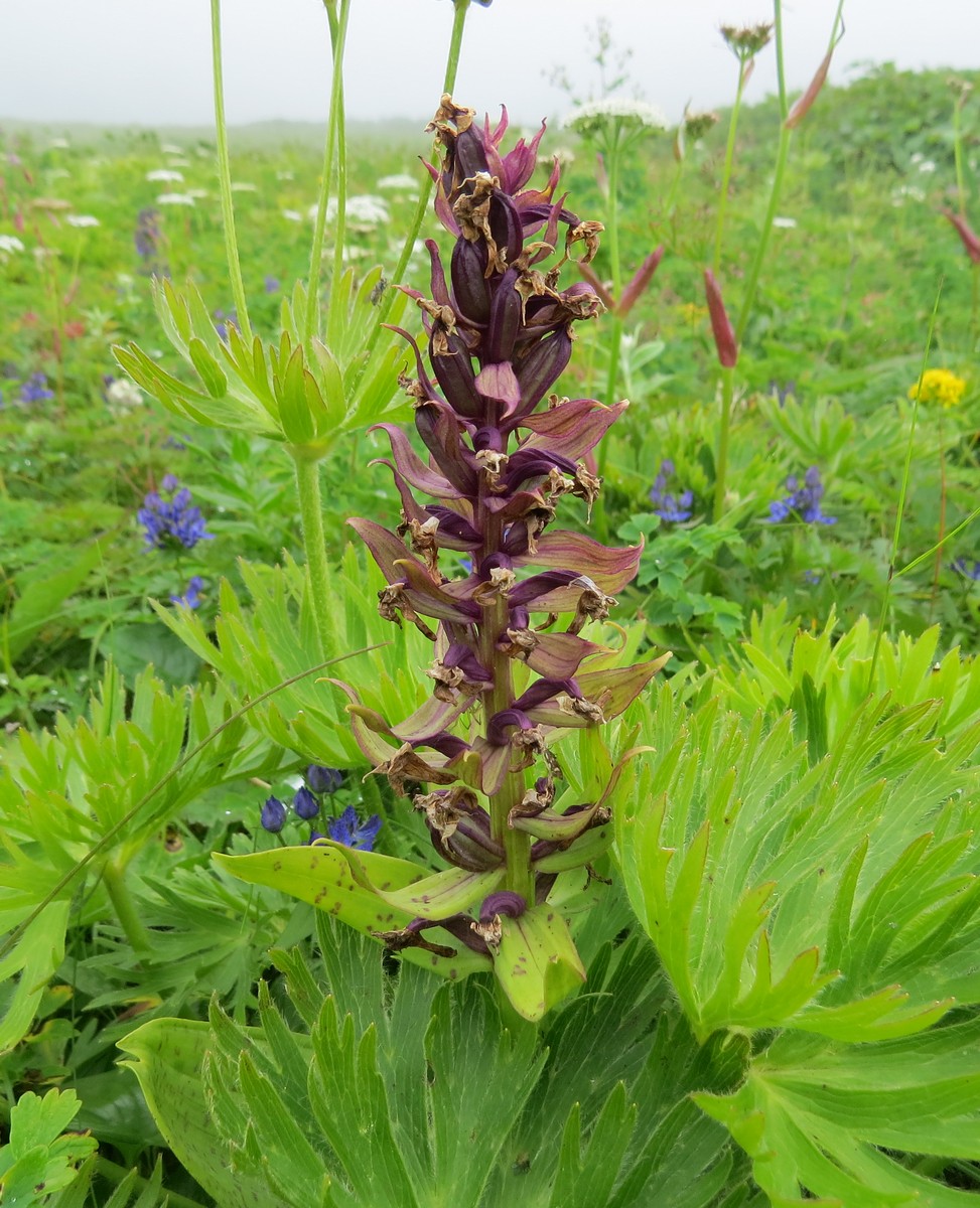 Image of Dactylorhiza aristata specimen.