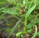 Persicaria × hervieri. Верхушка цветущего растения. Архангельская обл., Вельский р-н, окр. пос. Усть-Шоноша, берег р. Вель. 18 июля 2010 г.