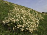 Crambe tataria