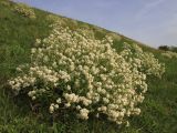 Crambe tataria