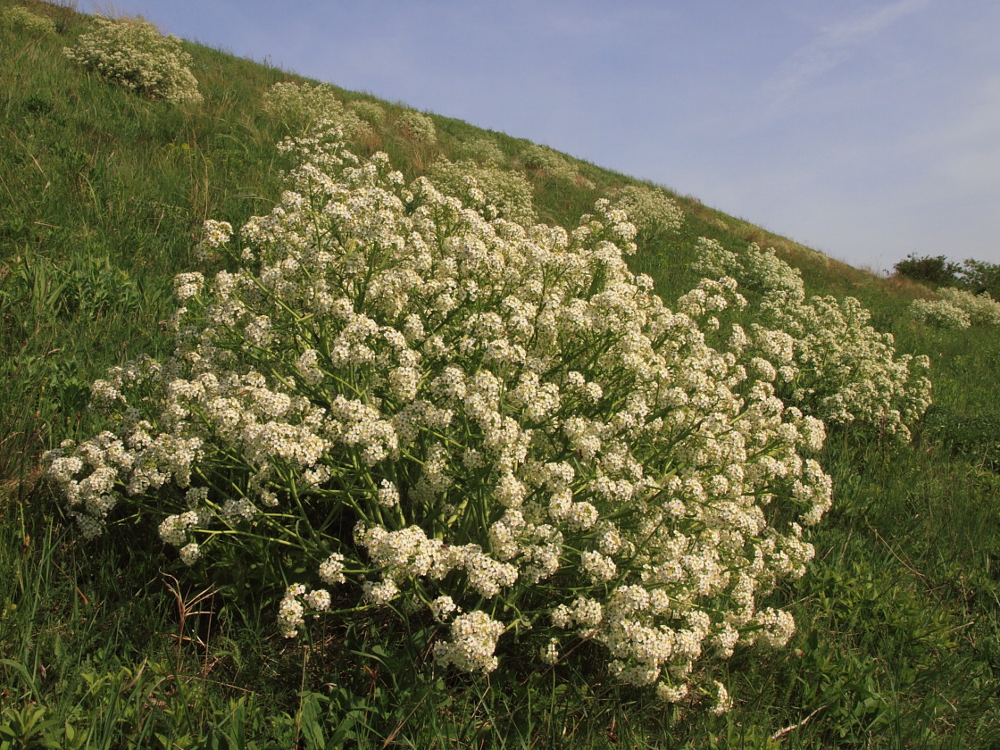 Image of Crambe tataria specimen.