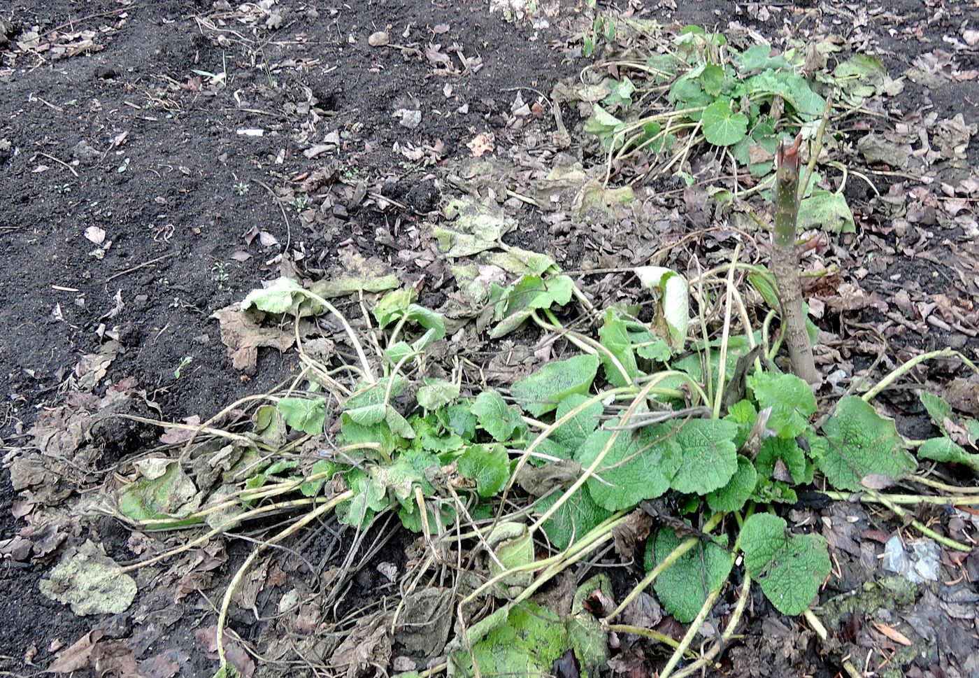 Image of Alcea rosea specimen.