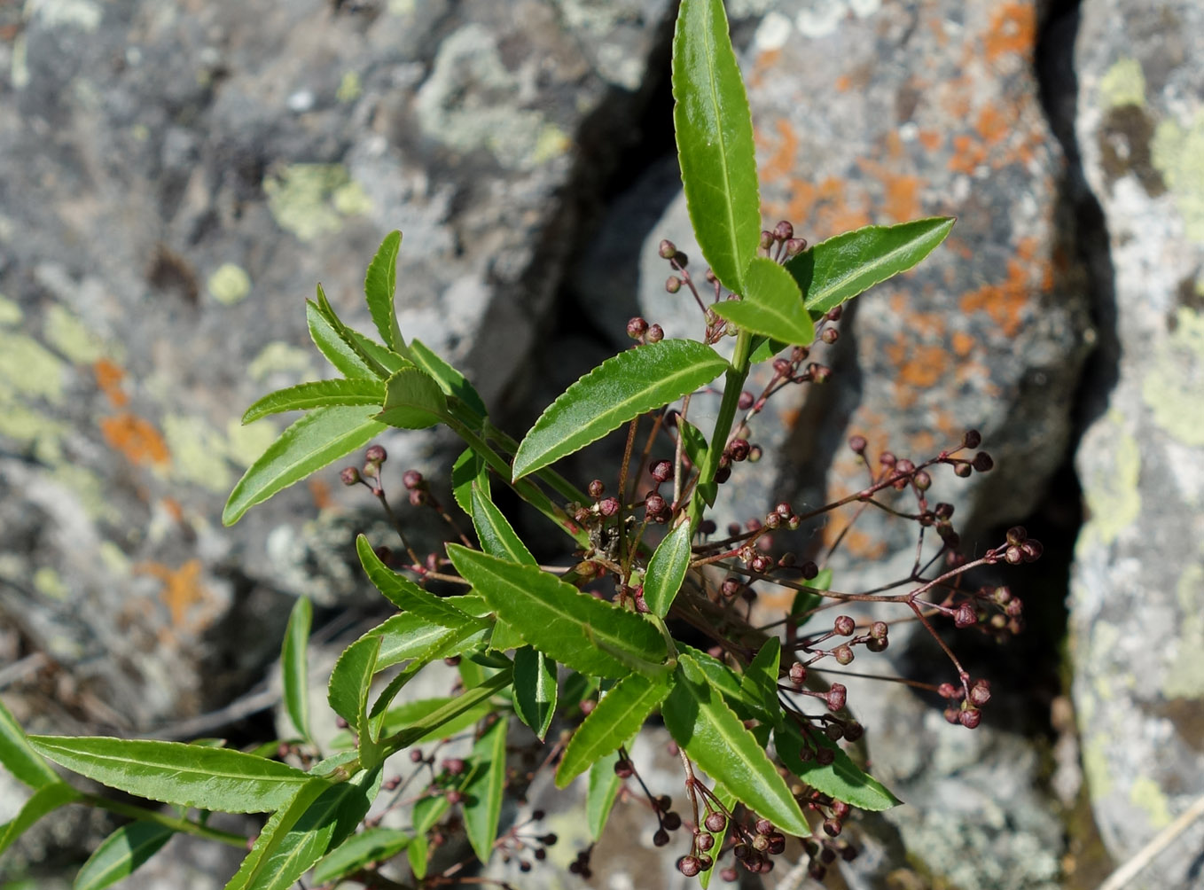 Image of Euonymus semenovii specimen.