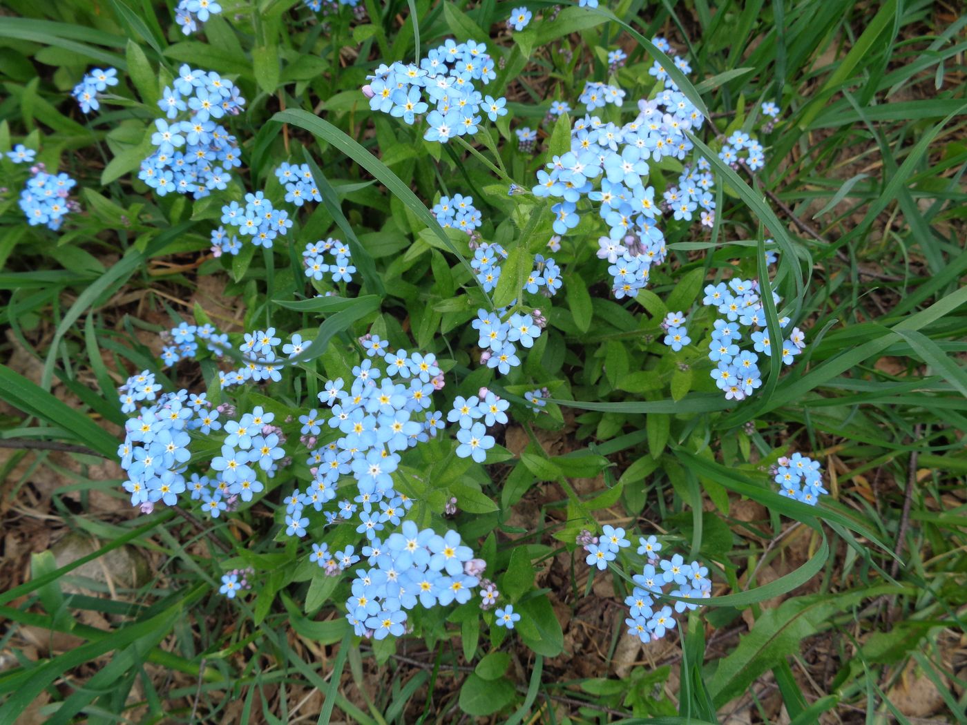 Изображение особи Myosotis palustris.