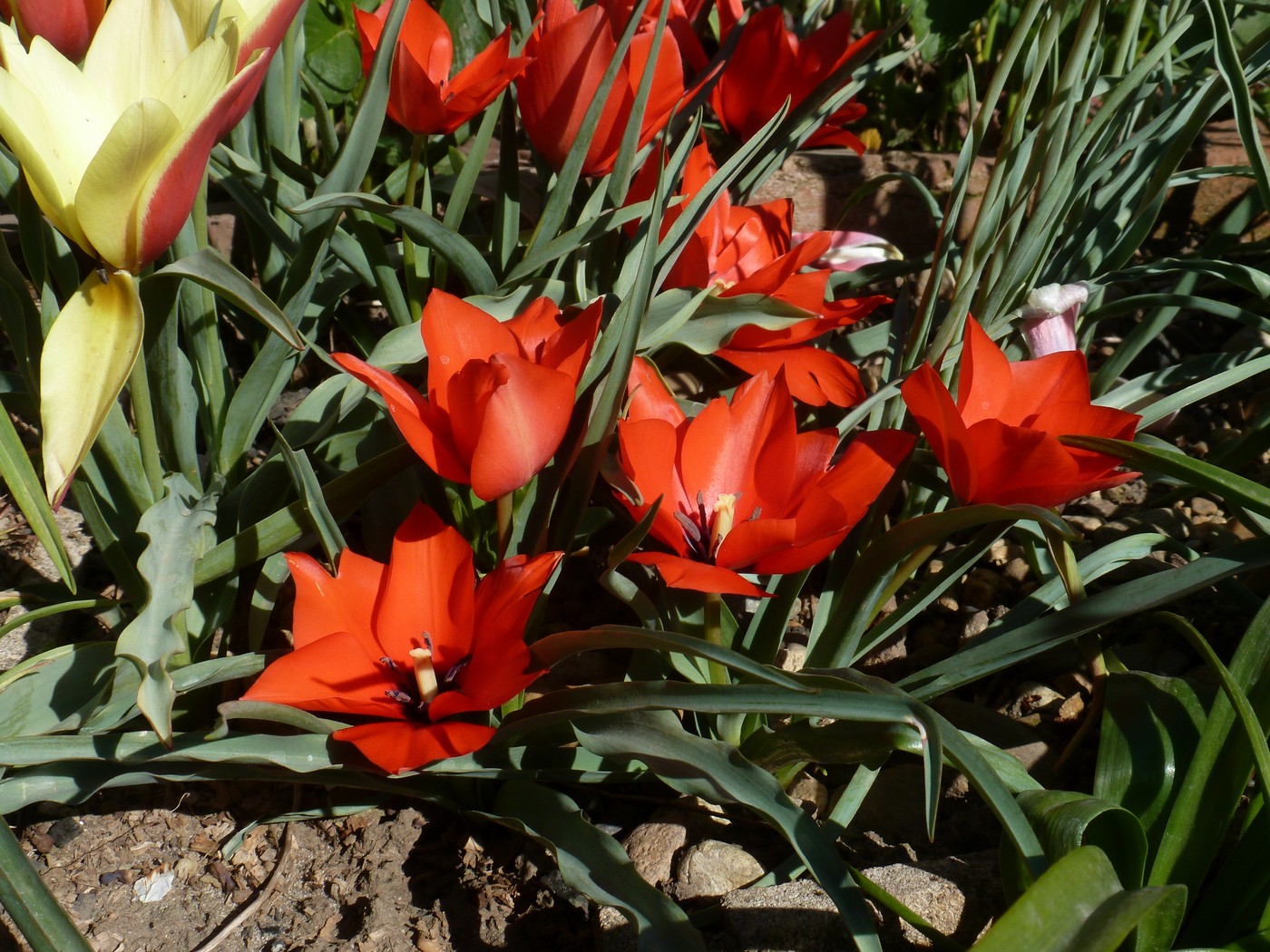 Изображение особи Tulipa linifolia.