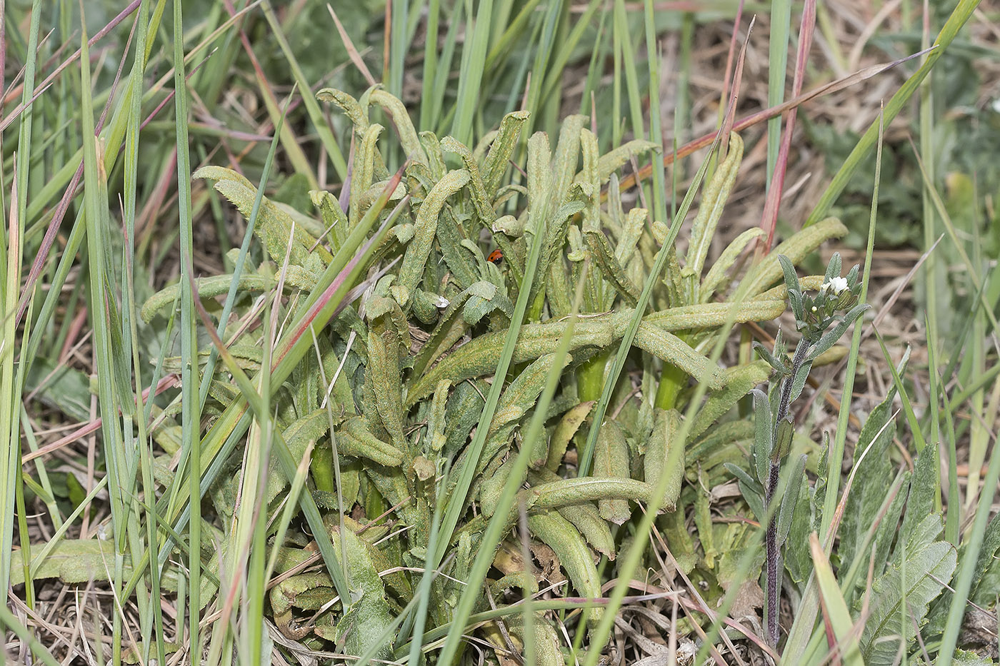 Изображение особи семейство Asteraceae.