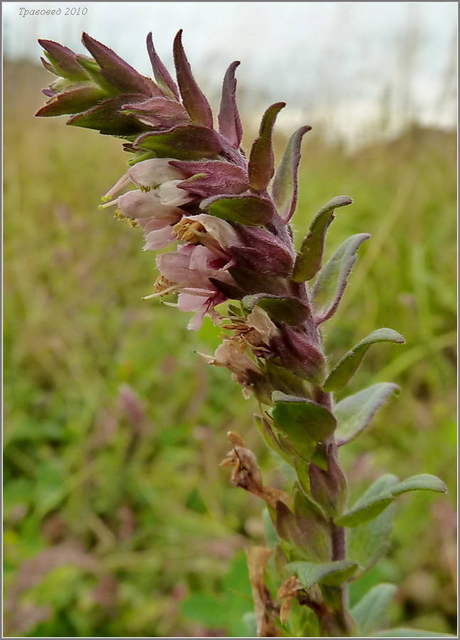 Изображение особи Odontites vulgaris.