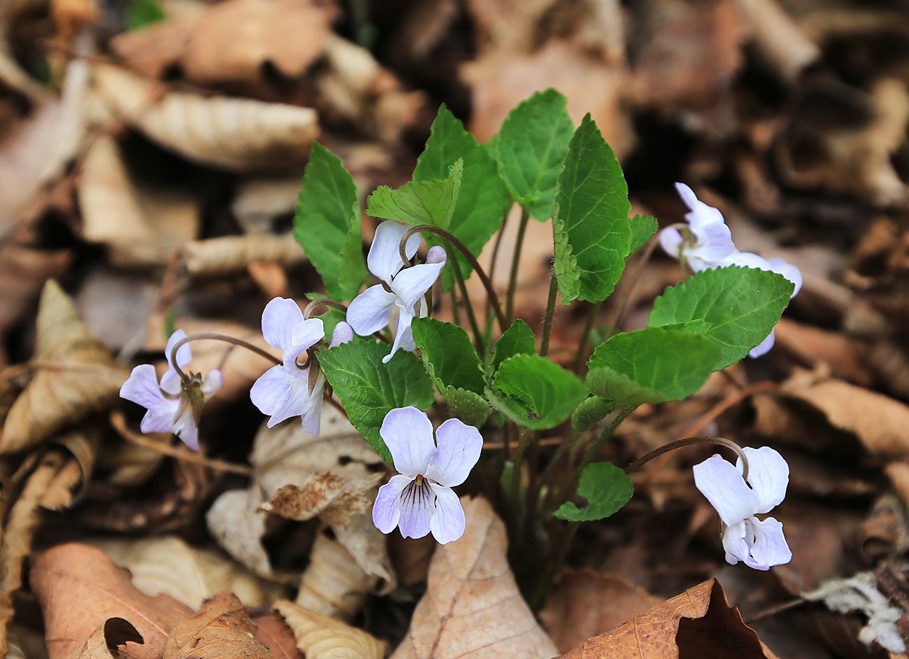 Image of Viola selkirkii specimen.