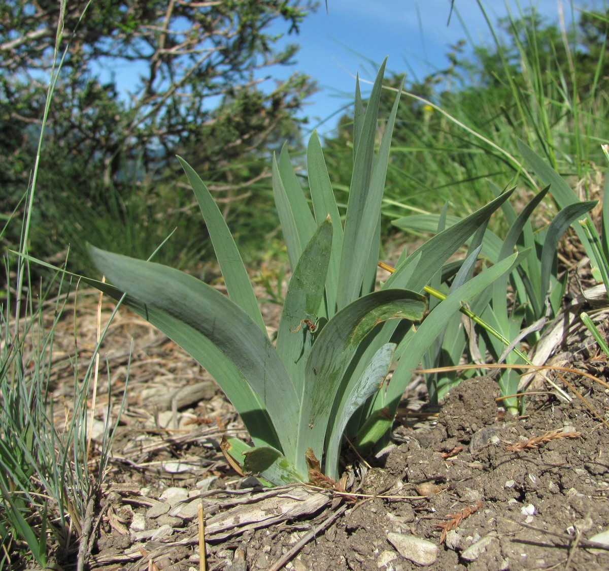 Image of genus Iris specimen.