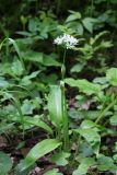 Allium ursinum