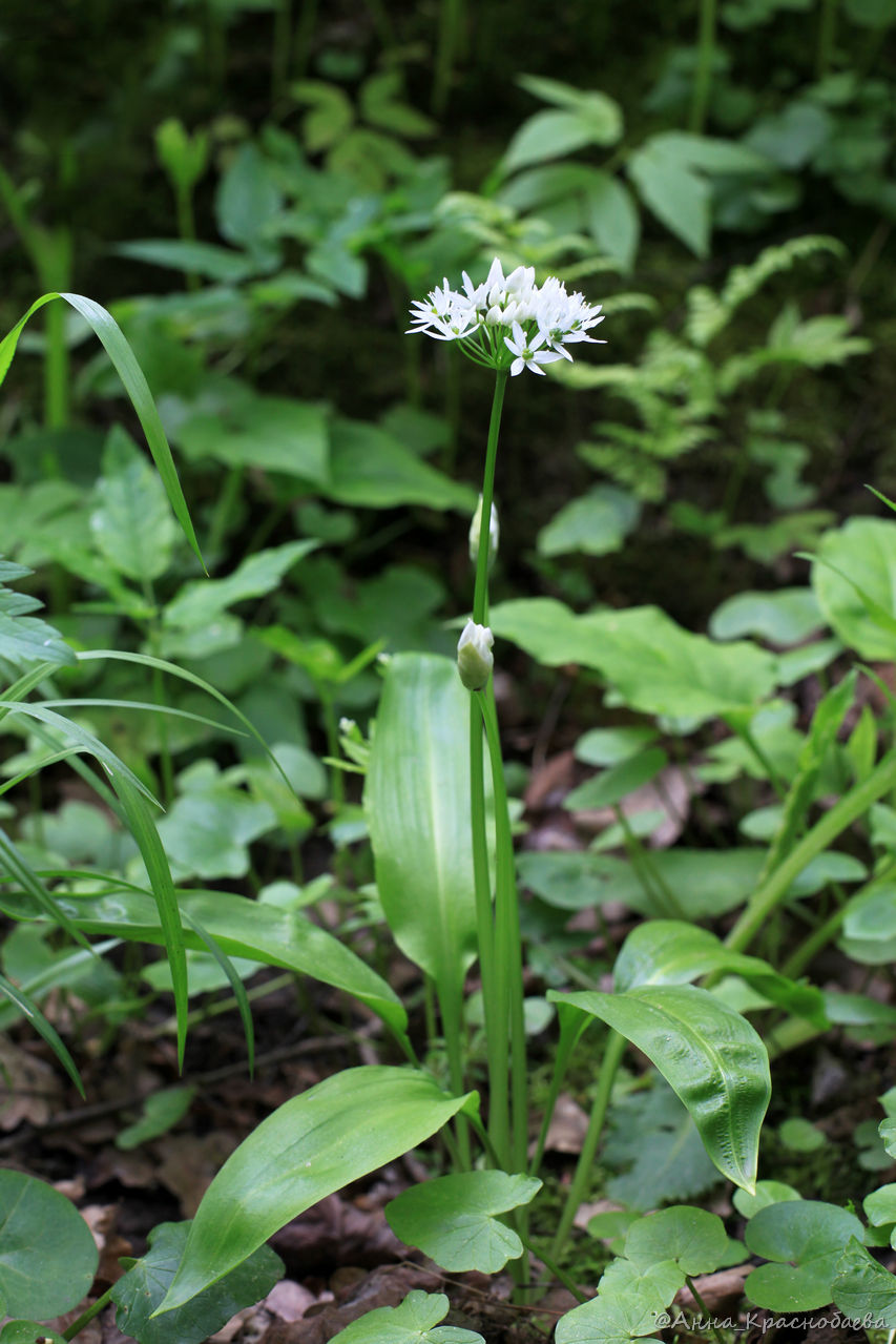 Изображение особи Allium ursinum.