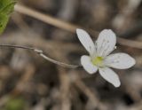 Moehringia lateriflora