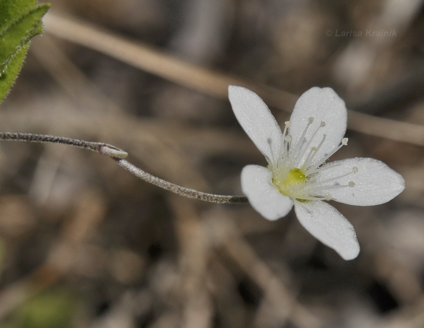 Image of Moehringia lateriflora specimen.