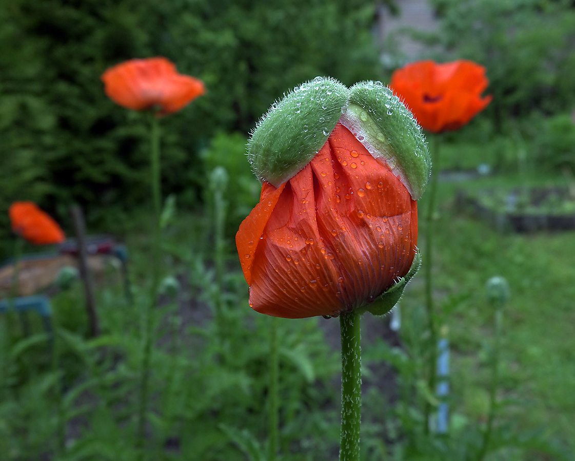 Image of Papaver setiferum specimen.