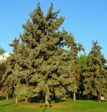 Picea pungens form glauca