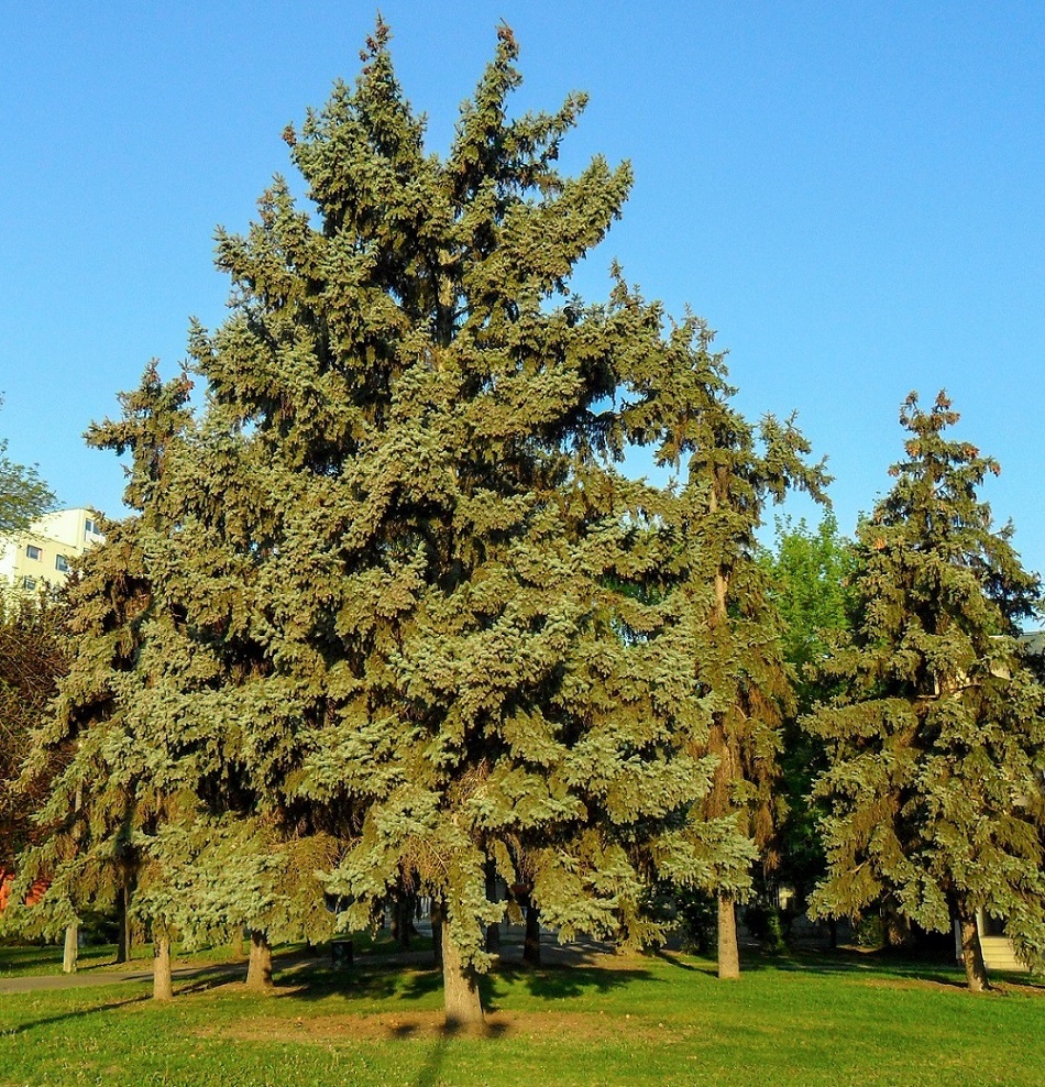 Image of Picea pungens f. glauca specimen.