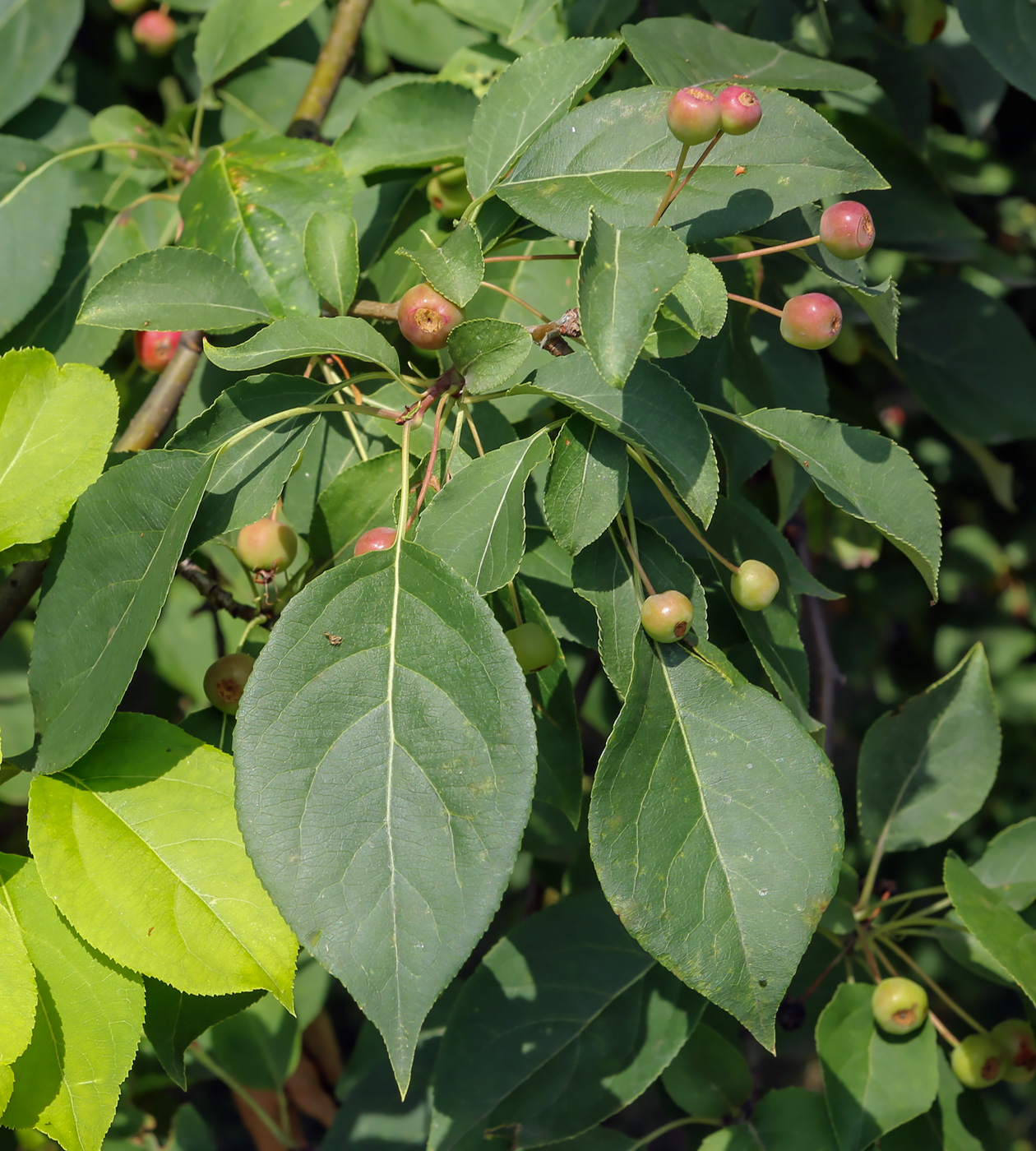 Image of Malus baccata specimen.