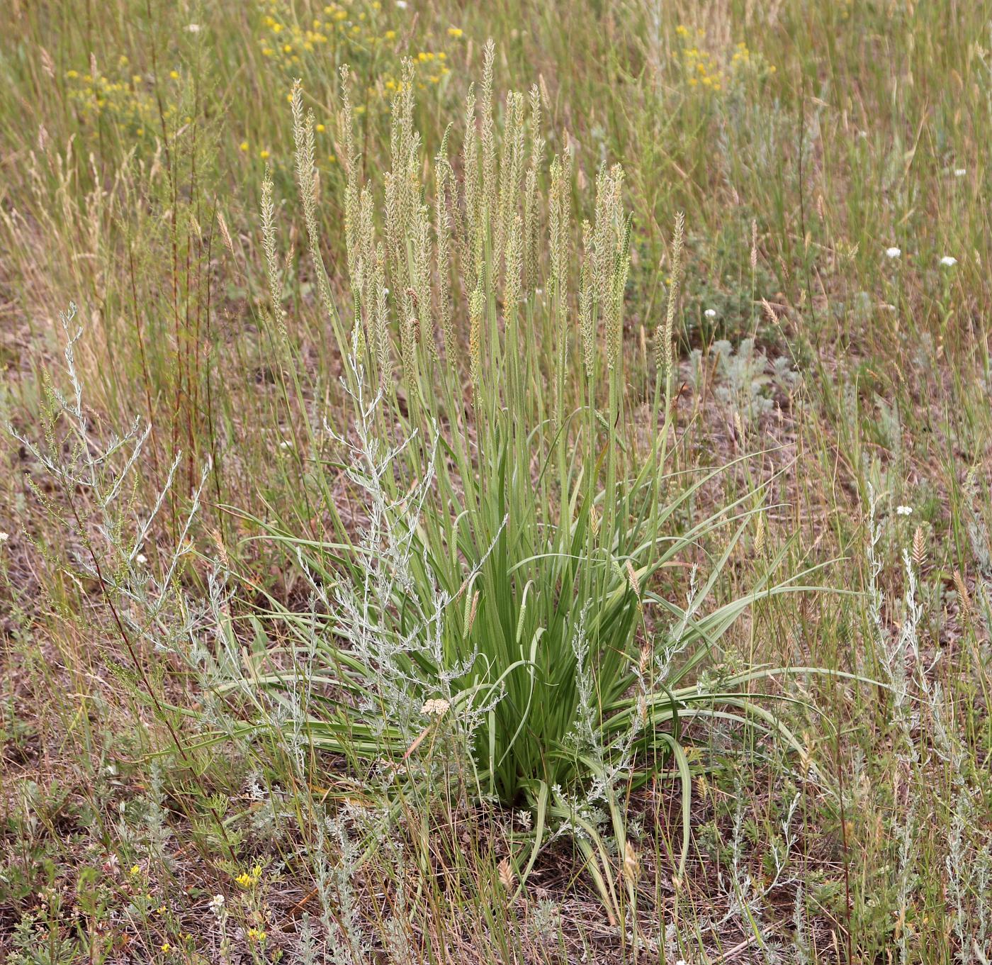 Изображение особи Plantago salsa.