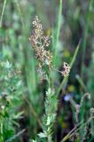 genus Thalictrum