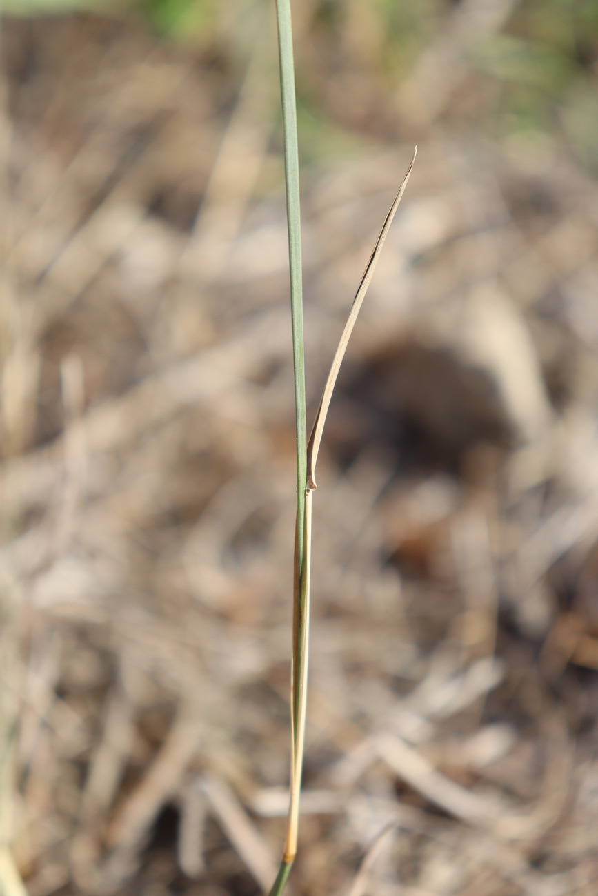 Image of Poa compressa specimen.