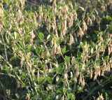 Zygophyllum fabago