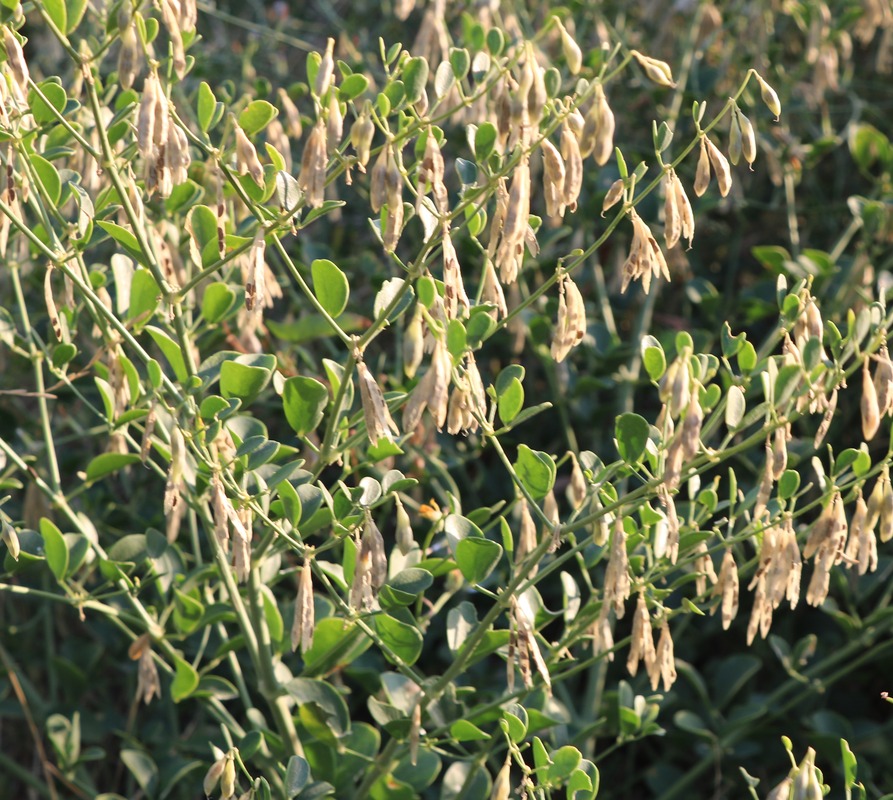 Image of Zygophyllum fabago specimen.