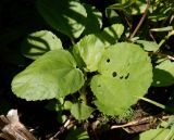 Malope trifida