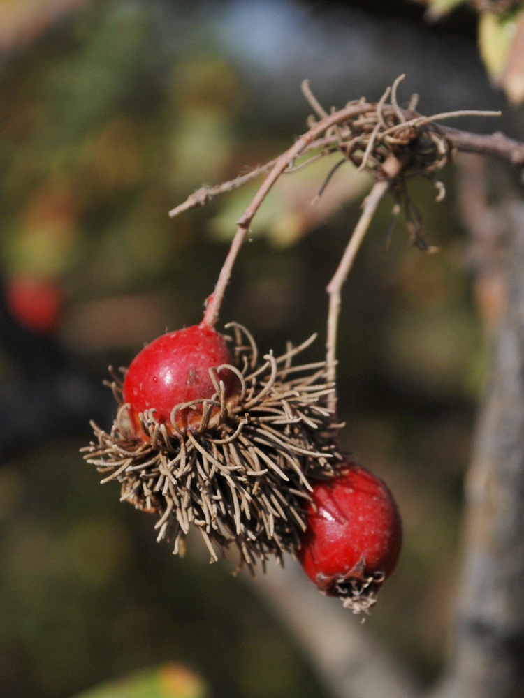 Изображение особи Crataegus turkestanica.