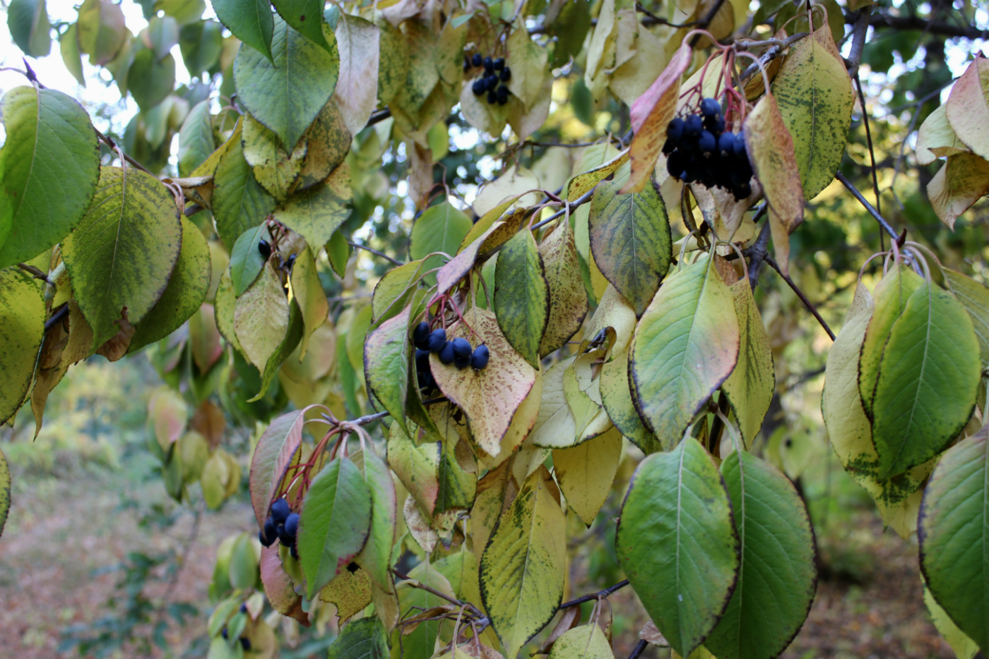 Image of Viburnum prunifolium specimen.