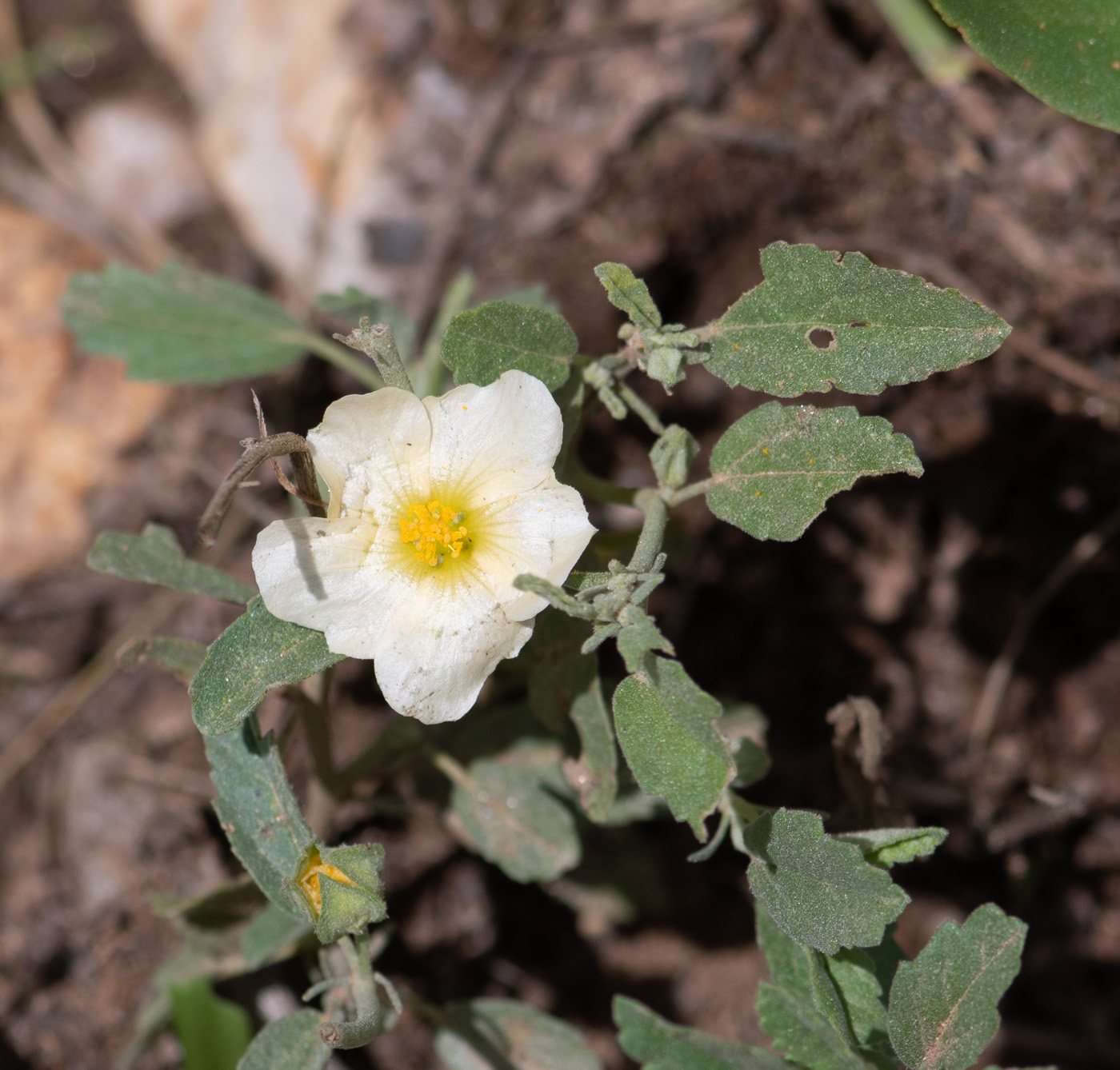 Image of Sida ovata specimen.