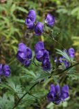 Aconitum &times; stoerkianum