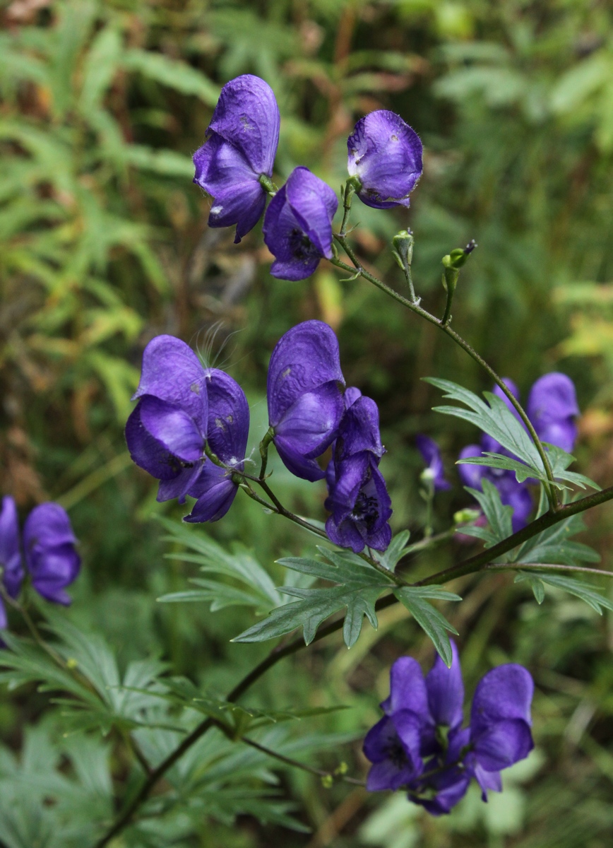 Image of Aconitum &times; stoerkianum specimen.