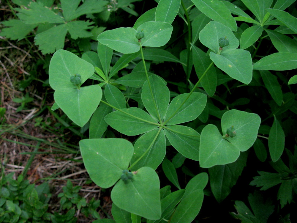 Изображение особи Euphorbia ambukensis.