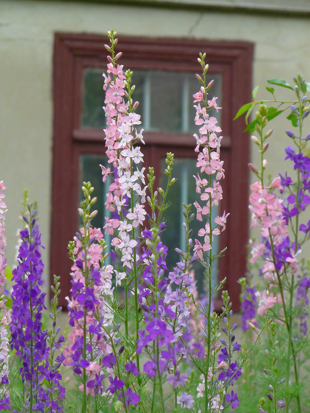 Изображение особи Delphinium ajacis.